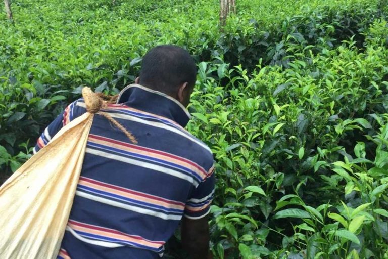 තේ පොහොර සහනාධාරයක්?