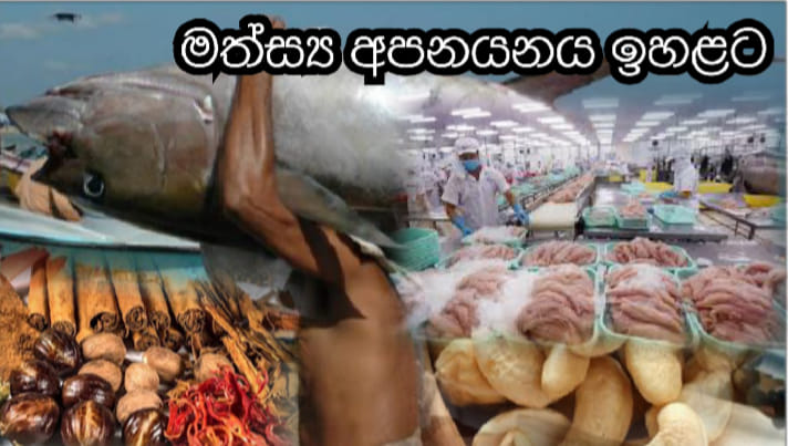 මෙරට ඉතිහාසයේ ඉහළම මත්ස්‍ය අපනයනය ආදායම ඉපයූ වසර බවට පසුගිය වසර පත් ​වේ