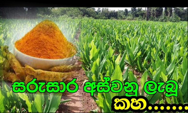 සාර්ථක කහ අස්වැන්නක්
