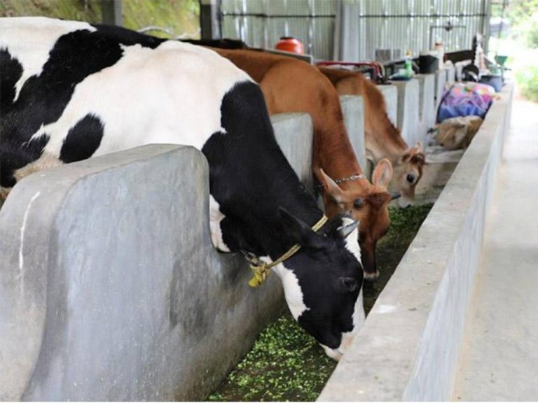 ඩොලර් අර්බුදයෙන් කිරි නිෂ්පාදනයටත් බලපෑම් – කිරි ගවයන්ට බඩඉරිඟු වෙනුවට බඩඉරිඟු ගස්