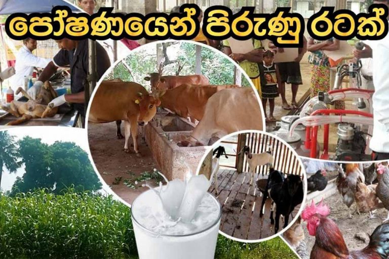 සත්ව නිශ්පාදන දෙපාර්තමේන්තුවේ සාර්ථකත්වය