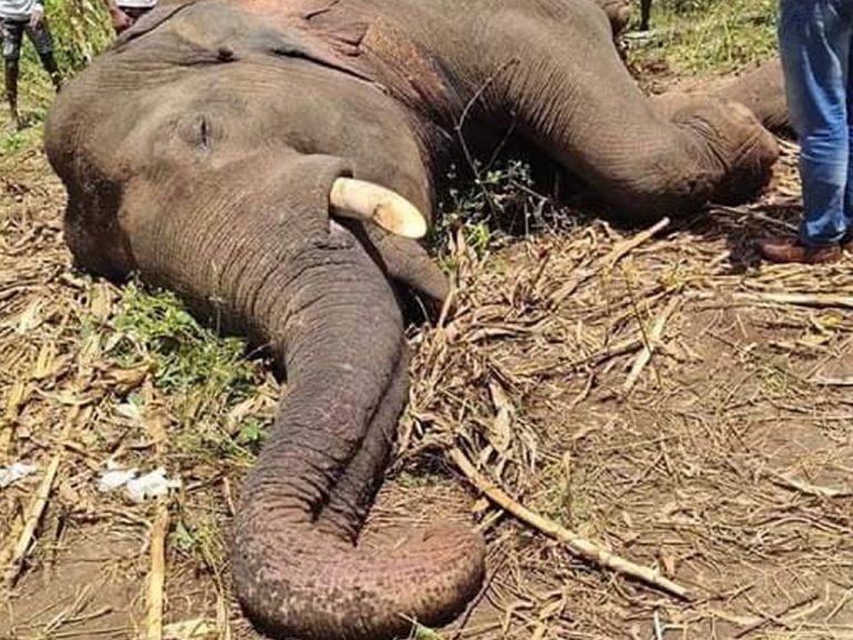 ගිය වසරේදී දිනකට එකෙකු බැගින් වනඅලි මිය ගිහින් !