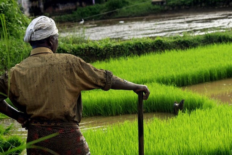 වගා හානිවලට වන්දි ගෙවන්න මිලියන 40,000 ක්