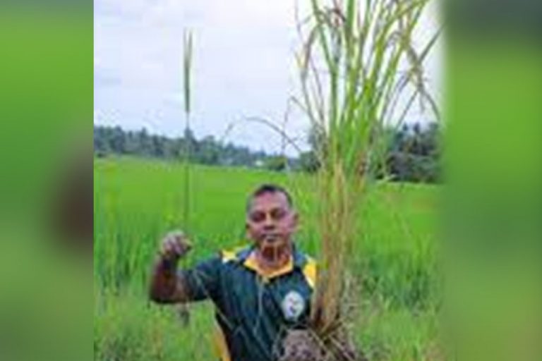 කාබනික පොහොරවලින් ගොවියාටත් වඩා උස ගොයම් ගස් !