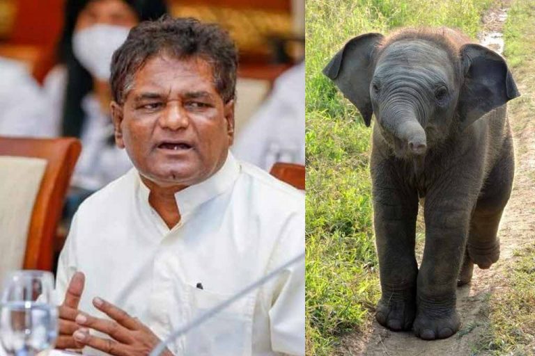 පින්නවල අලි පැටවෙකුට වනජීවී රාජ්‍ය ඇමතිගේ නම තියයි …