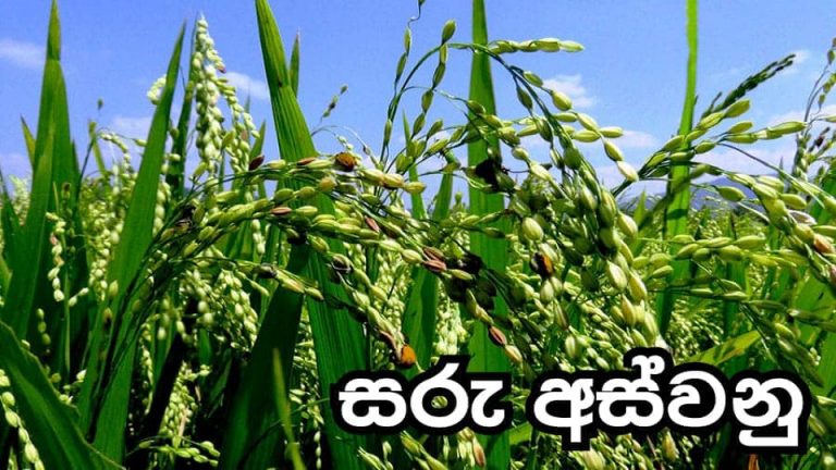 සාර්ථක වූ කාබනික ගොවිතැන