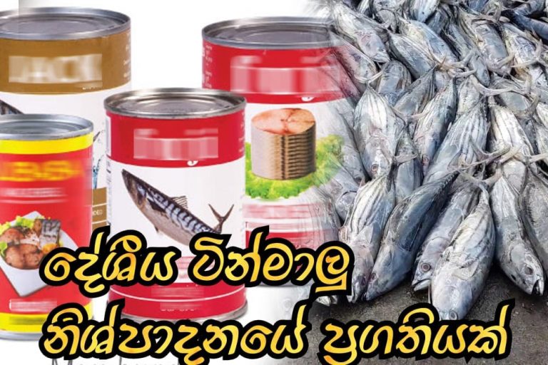 දේශීය ටින්මාලු නිශ්පාදනයේ වර්ධනයක්