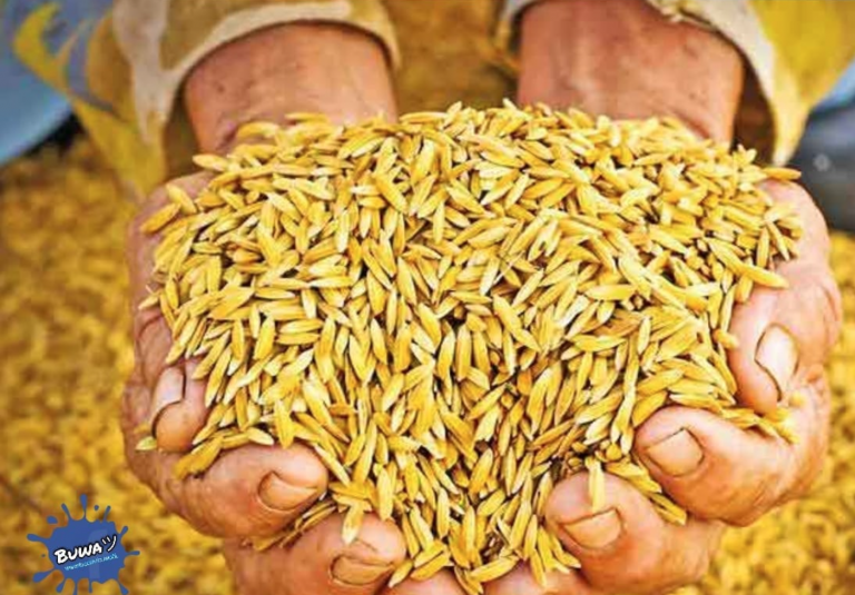 රට කොයිබටද?