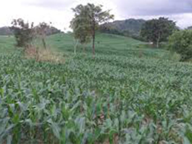 බින්තැන්නේ හදවත උක් වැවීම සදහා සිංගප්පූරු සමාගමකට!