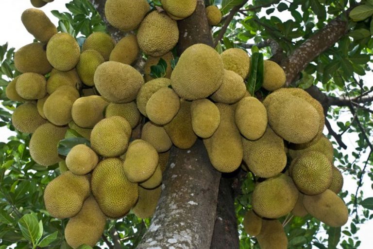 අප්‍රිකානු රටවල මන්දපෝෂණය දුරලන්න ලංකාවෙන් කොස්