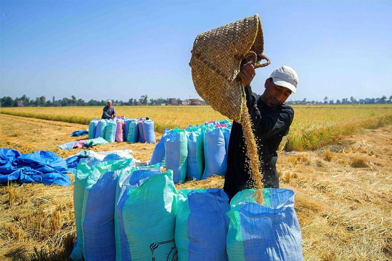 වී මිලදී ගැනීම සාර්ථකව – මෙට්‍රික් ටොන් 31,600 ක් වී අලෙවි මණ්ඩලයට