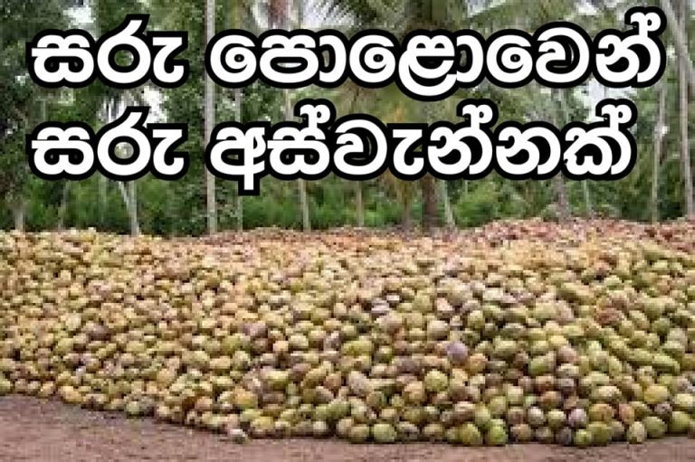ඉතිහාසයේ වැඩිම අපනයන ආදායම