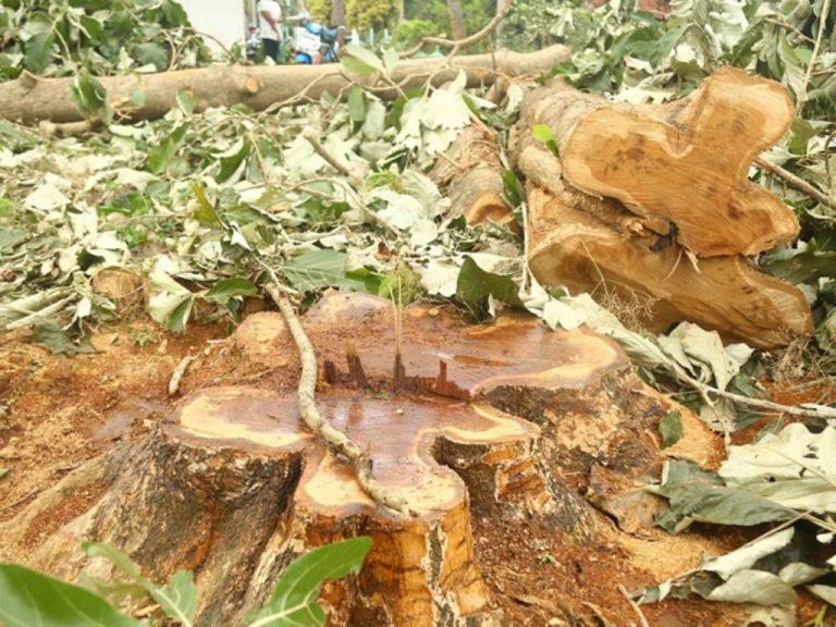 ගස් කපනව නම් පැළ සිටුවීම අනිවාර්යයි – චක්‍රලේඛයක් නිකුත් වෙයි