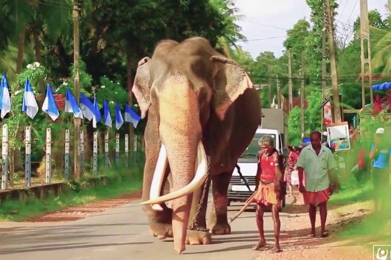 නැදුන්ගමුවේ රාජා අවසන් ගමන් යයි ….