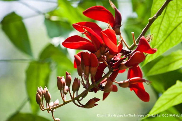 71 කැරැල්ලට වසර 51ක් සපිරේ ….