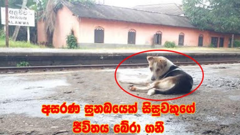 අසරණ සුනඛයෙක් සිසුවකුගේ ජීවිතය බේරා ගනී