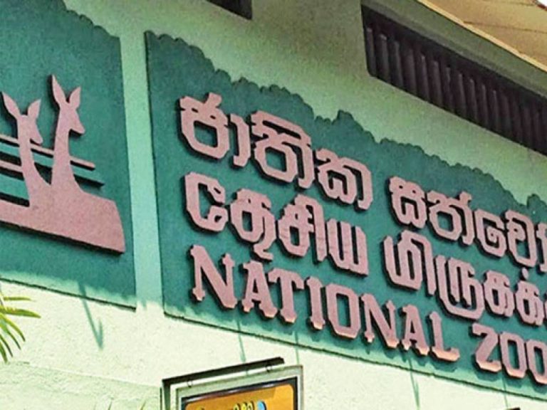 සත්වෝද්‍යානවල සතුන්ට කන්න දෙන්නත් සල්ලි නෑ – දැනටමත් මිලියන 59 ක් ණය වෙලා