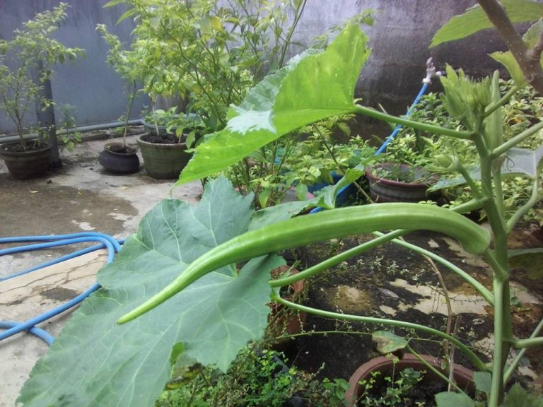 කන බොන දේවල් ගෙදරම හදාගන්න – කෘෂිකර්ම දෙපාර්තමේන්තුව ජනතාවගෙන් ඉල්ලයි