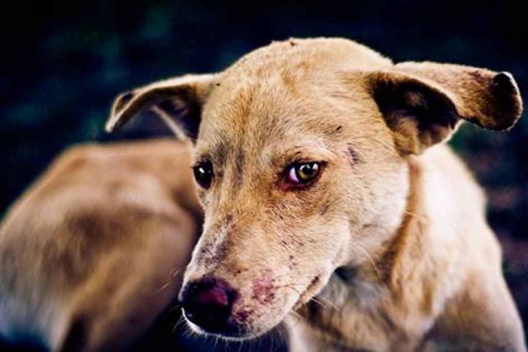 ඖෂධත් නොමැති රටක ජලභීතිකා අවදානමේ තත්වය ….