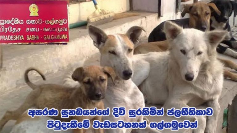 අසරණ සුනඛයන්ගේ දිවි සුරකිමින් ජලභීතිකාව පිටුදැකීමේ වැඩසටහනක් ගල්ගමුවෙන්