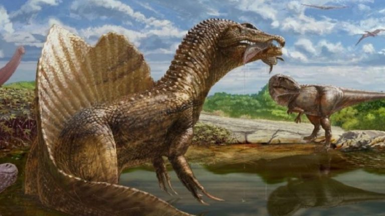 ඊජිප්තුවේ බටහිර කාන්තාරයෙන් වසර මිලියන 98ක් පැරණි ඩයිනෝසර කශේරුකාවක් සොයා ගැනේ