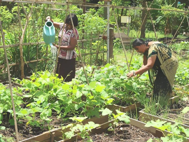 සිකුරාදා නිවාඩු ගන්න රාජ්‍ය සේවකයන්ට ගෙවතු වගාව අනිවාර්ය කරයි