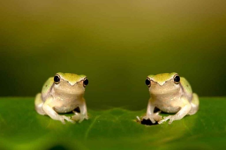 සාක්කුවේ ගෙම්බා කතාව හෙවත් අරගලකරුවන්ට වෙච්ච දේ ….!