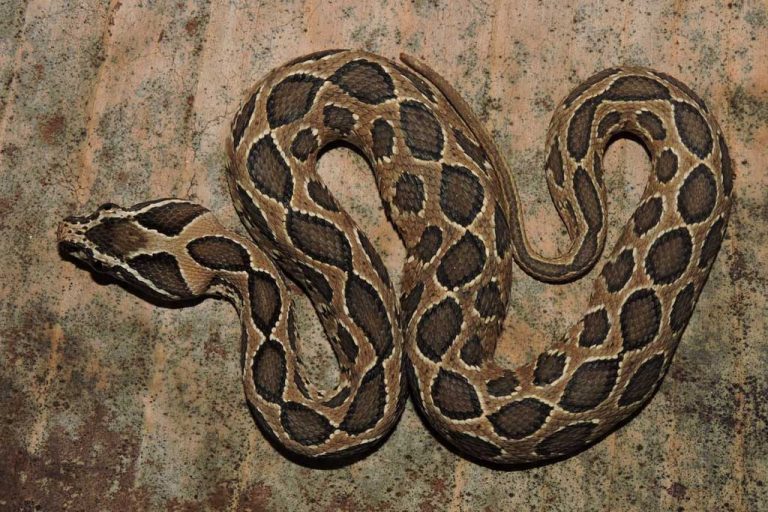 ඖෂධ හිඟය : පොළඟෙකු දෂ්ට කිරීමෙන් සිසුවෙකු මරුට. ප්‍රවේශම් වන්න (VIDEO)