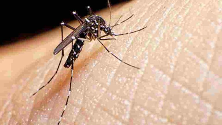 අද දින විශේෂ ඩෙංගු පාලන දිනයක් ලෙස ප්‍රකාශයට පත්කෙරේ