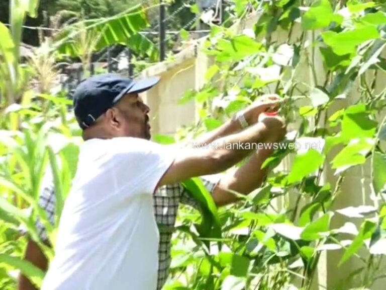 මාදිවෙල මන්ත්‍රී නිවාස සංකීර්ණයත් වගා බිමක් වෙයි – ඵල නෙළන්න ඇමති අමරවීරත් යයි (VIDEO)