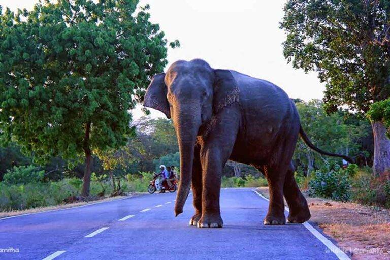ගම් වදින වන අලි එළවන්න වසරකට රුපියල් කෝටි 280ක වියදමක් !