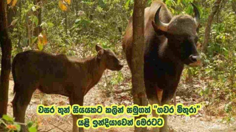 වසර තුන් සියයකට කලින් සමුගත් ගවර මිතුරා යළි ඉන්දියාවෙන් මෙරටට
