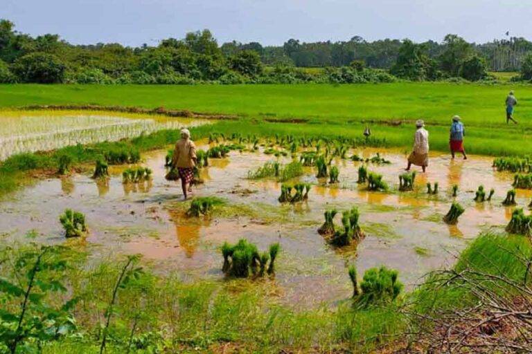 USAID වෙතින් මඩ පොහොර ටොන් 36,000 ක ආධාරයක්
