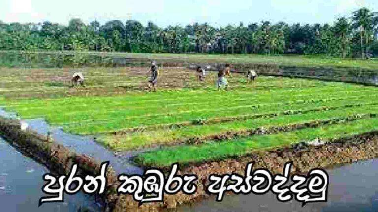 පුරන් කුඹුරු අස්වැද්දීම
