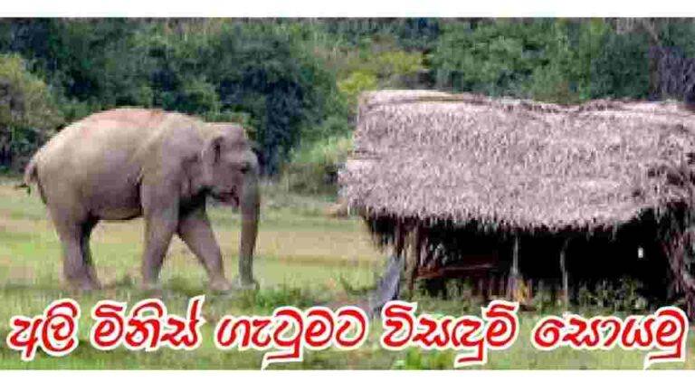 විසඳුම් නැති අලි මිනිස් ගැටුම්..