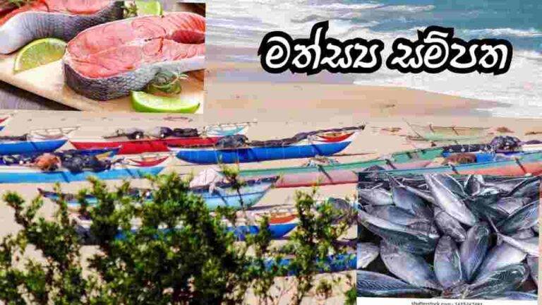 මෙරට මත්ස්‍ය සම්පත….