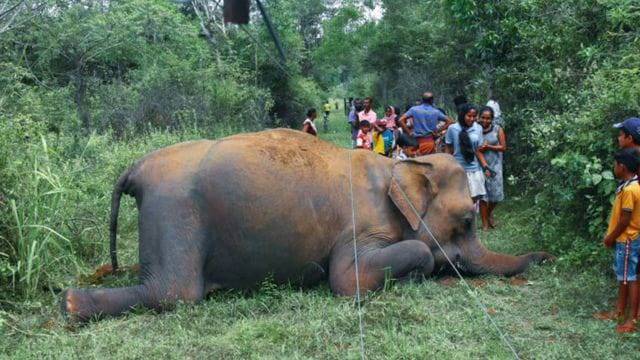 ඔබ නොදන්නා පැත්ත කෙටියෙන් – අලි මිනිස් ගැටුම