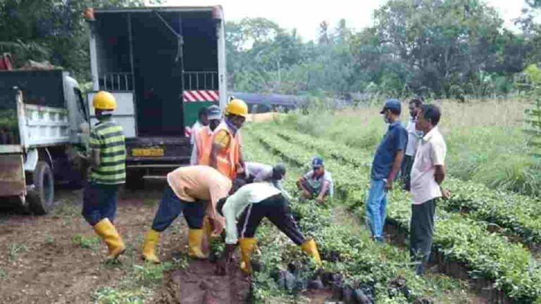 දක්ෂිණ අධිවේගී මාර්ගය දෙපස කුරුඳු පැල සිටුවීමේ ව්‍යාපෘතිය ඇරඹේ