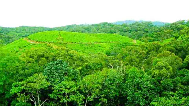 ලංකාවේ වන ඝනත්වය 16% දක්වා අඩු වී ඇති බවට පළවන වාර්තා අසත්‍යයි?
