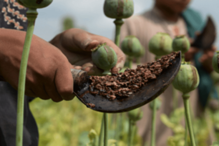 මියන්මාරයේ අබිං වගාව 33%කින් ඉහළට – එක්සත් ජාතීන්ගේ සංවිධානය