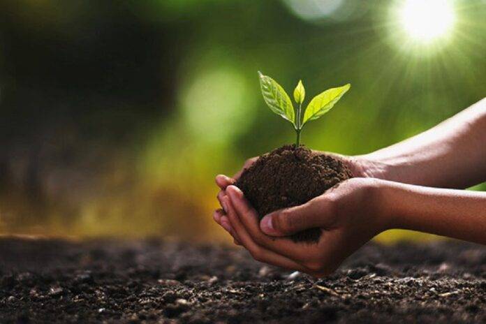 organic fertilizer