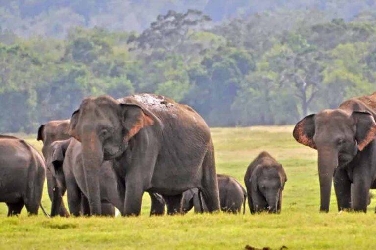 ආගම්වාදී සංස්කෘතියක පැටළුන ලාංකීය පරිසරවාදය සහ කෘෂිකර්මය