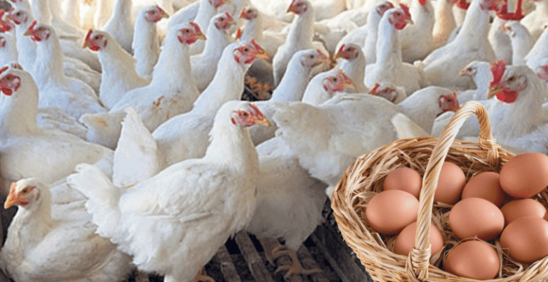 කුකුළු මස් සහ බිත්තර මිල ඉහළට
