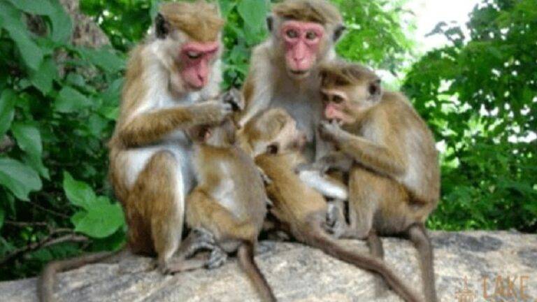 රිළවුන් චීනයට යැවීම ආණ්ඩුවේ තවත් මගඩියක්ද? විශේෂ හෙළිදරව්ව