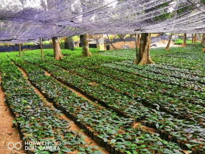 තේ පැළ ලක්ෂ 35ක් සිටුවීම