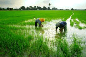 පොහොර මිලදීගැනීමට කූපන්