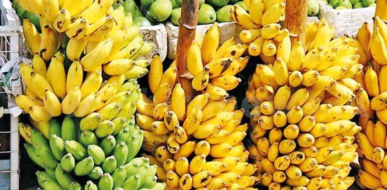 ඩුබායි යවන රාජාංගනයේ සහ යාපනේ කාබනික ඇඹුල් කෙසෙල්!