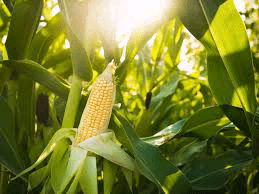 මෙරට බඩඉරිඟු වගාවට IFAD වෙතින් සහයෝගය
