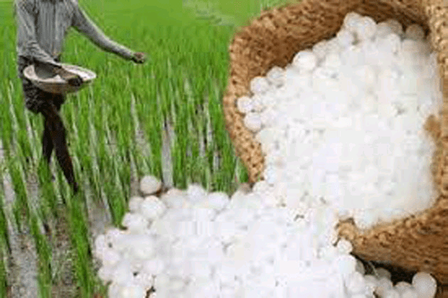 යුරියා හා බණ්ඩි පොහොර මිල පහළට