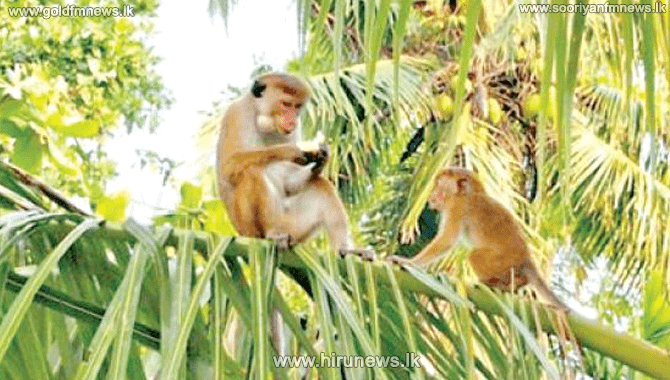 සතුන්ගෙන් වගාවන්ට වන හානි පිළිබඳ පැමිණිලි වල වැඩි වීමක්